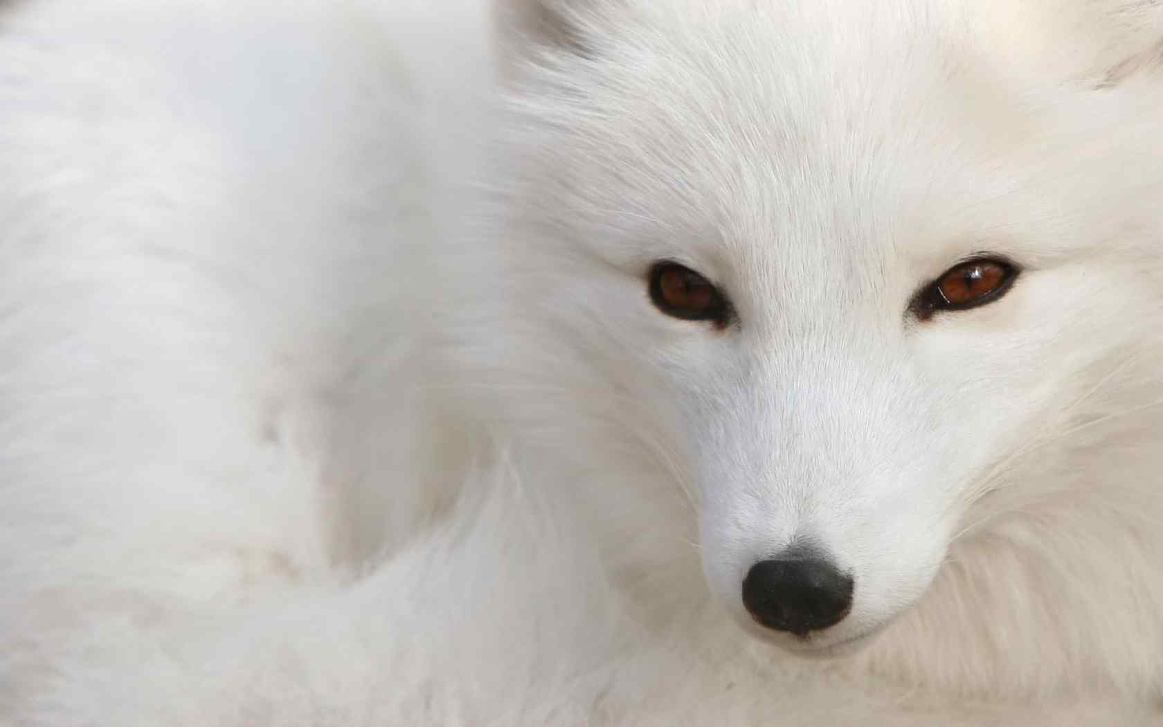 唯美的北极狐图片壁纸