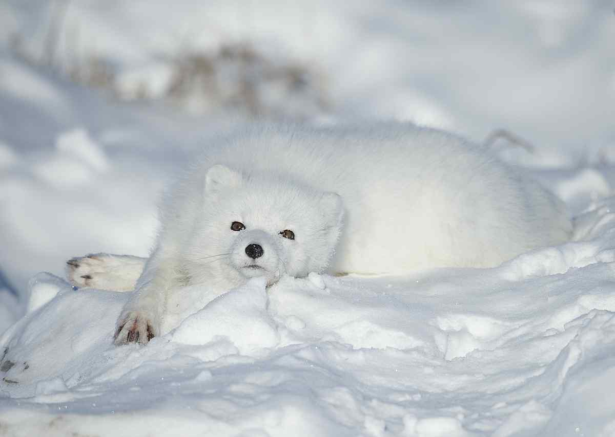 蠢萌雪白的北极狐图片