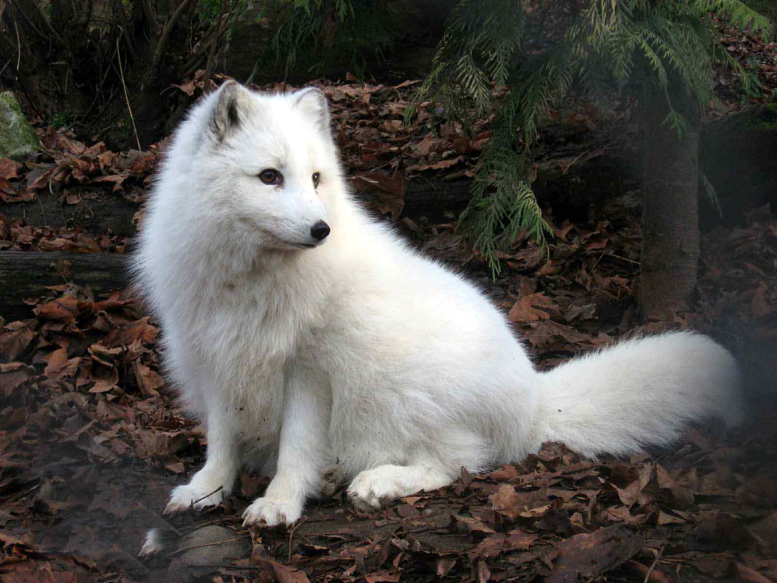 唯美雪白的北极狐图片