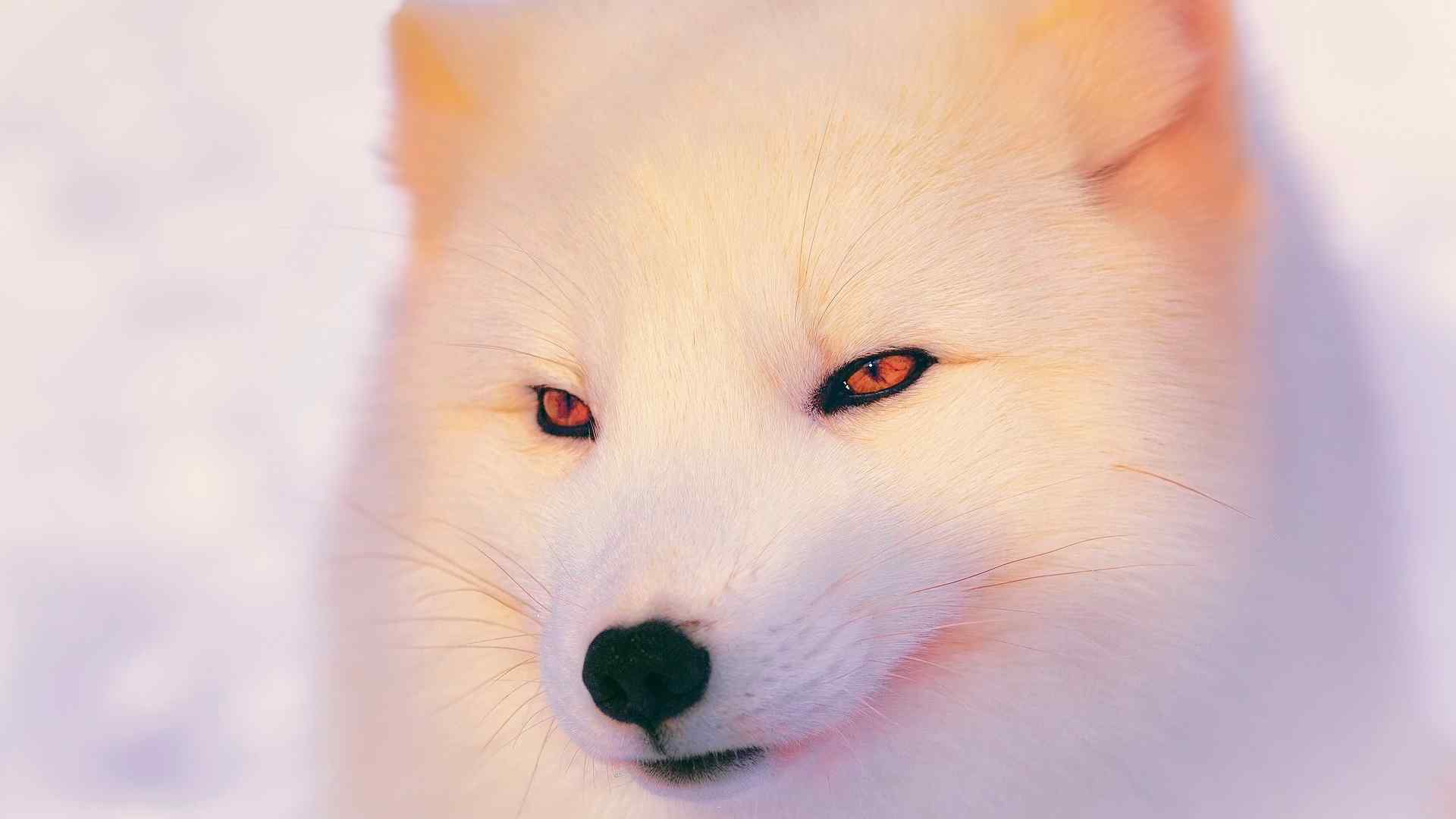 可爱的北极狐特写图片