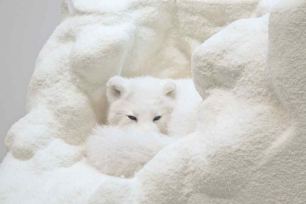 雪白唯美的北极狐图片