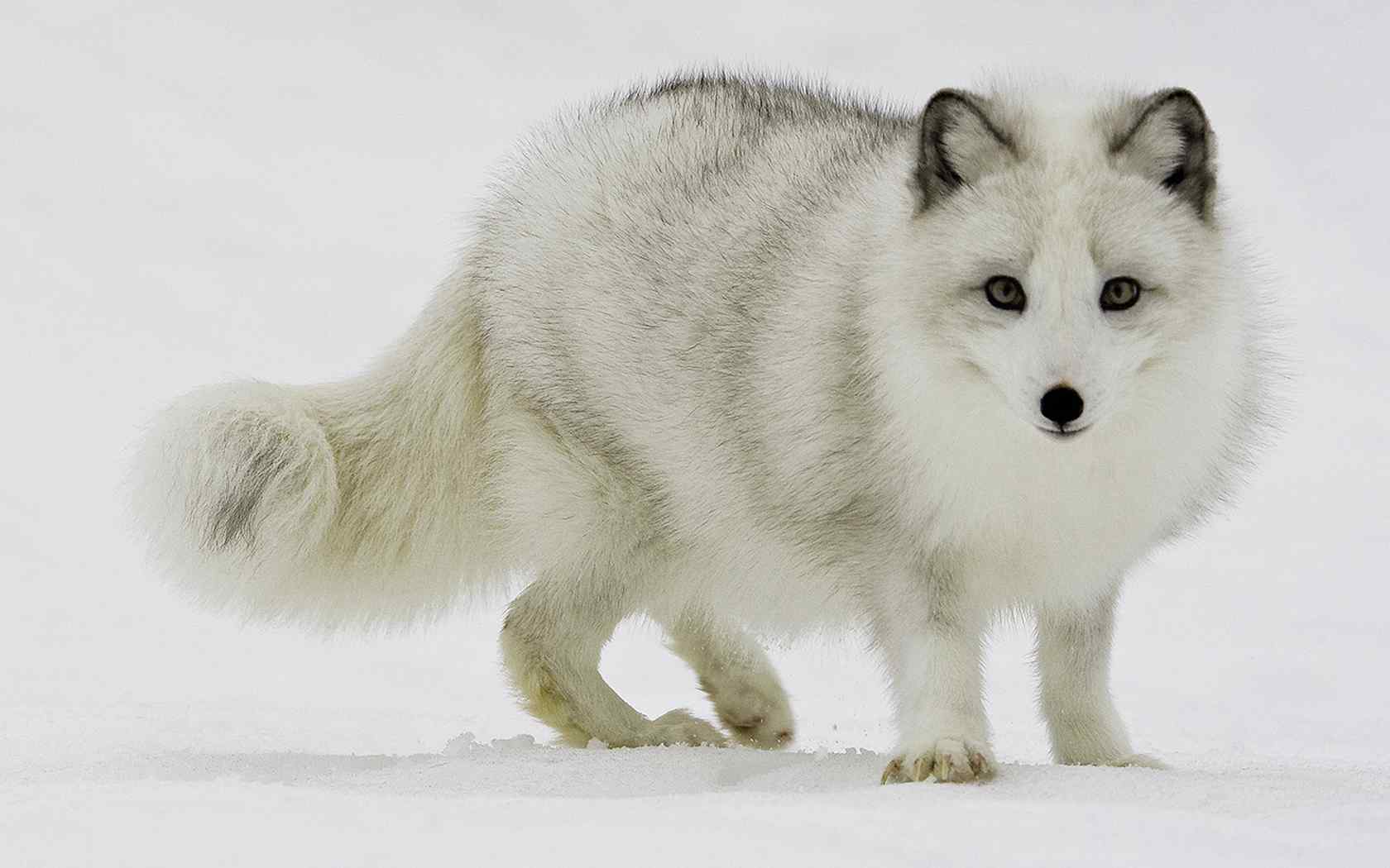 北極 狐 動物 - Pixabayの無料写真 - Pixabay