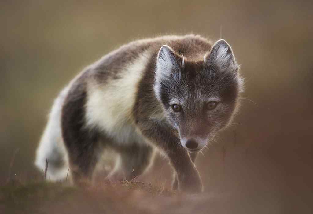 夏季灰色的北极狐图片