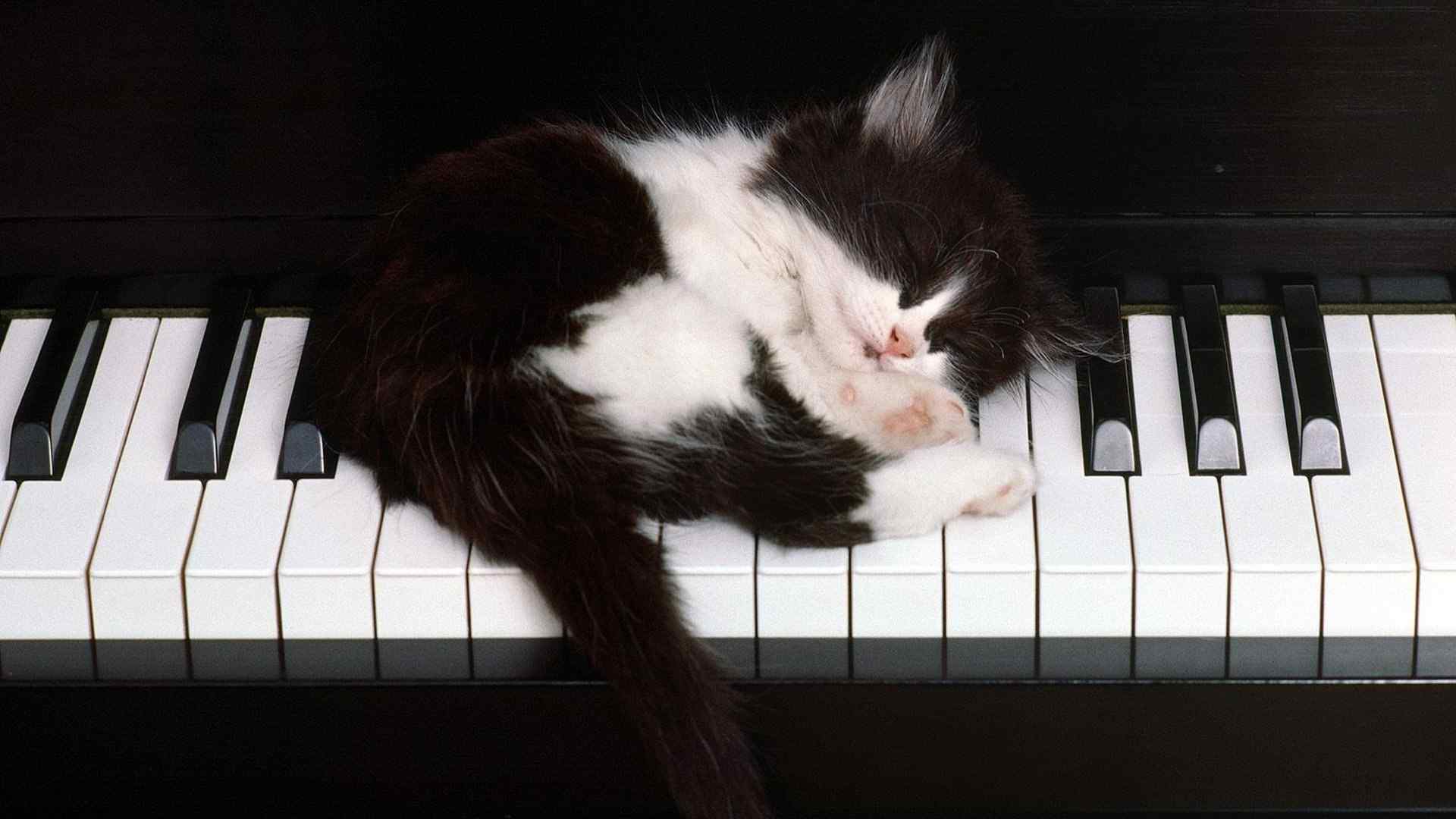 钢琴上的小猫咪可爱图片