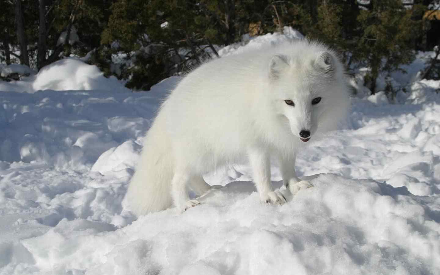 雪地上雪白的北极狐图片