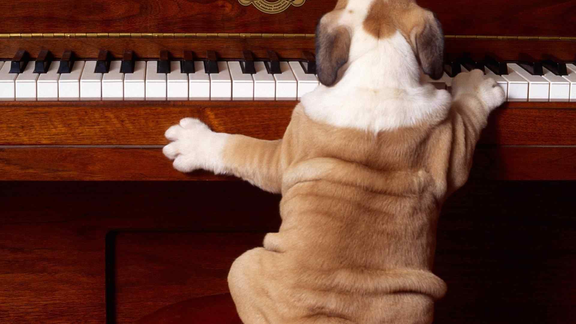 小狗与钢琴图片桌面壁纸