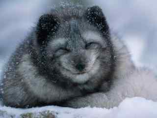 灰色可爱的北极狐