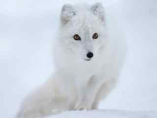 雪白唯美的北极狐图片壁纸