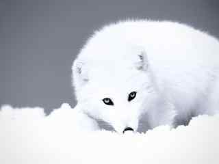 纯白的北极狐桌面