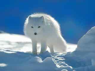 站在雪地上的北极狐壁纸