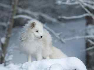 好看的雪白北极狐图片