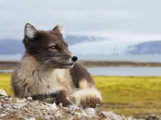 夏季灰色的北极狐