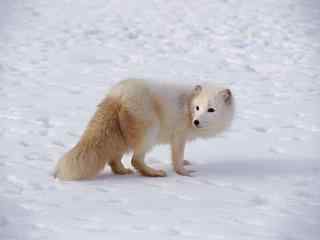 雪地里灰色的北极狐图片