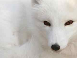 唯美的北极狐图片