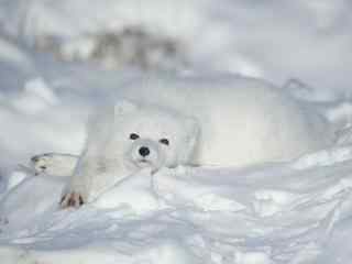 蠢萌雪白的北极狐图片