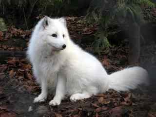 唯美雪白的北极狐