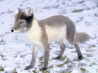 灰色的北极狐写真