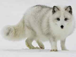 雪地里北极狐写真