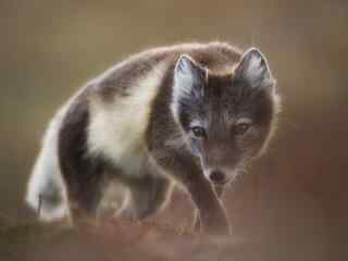 夏季灰色的北极狐图片