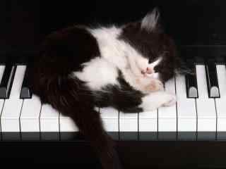 钢琴上的小猫咪可