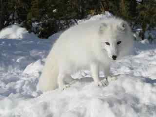 雪地上雪白的北极狐图片