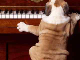 小狗与钢琴图片桌
