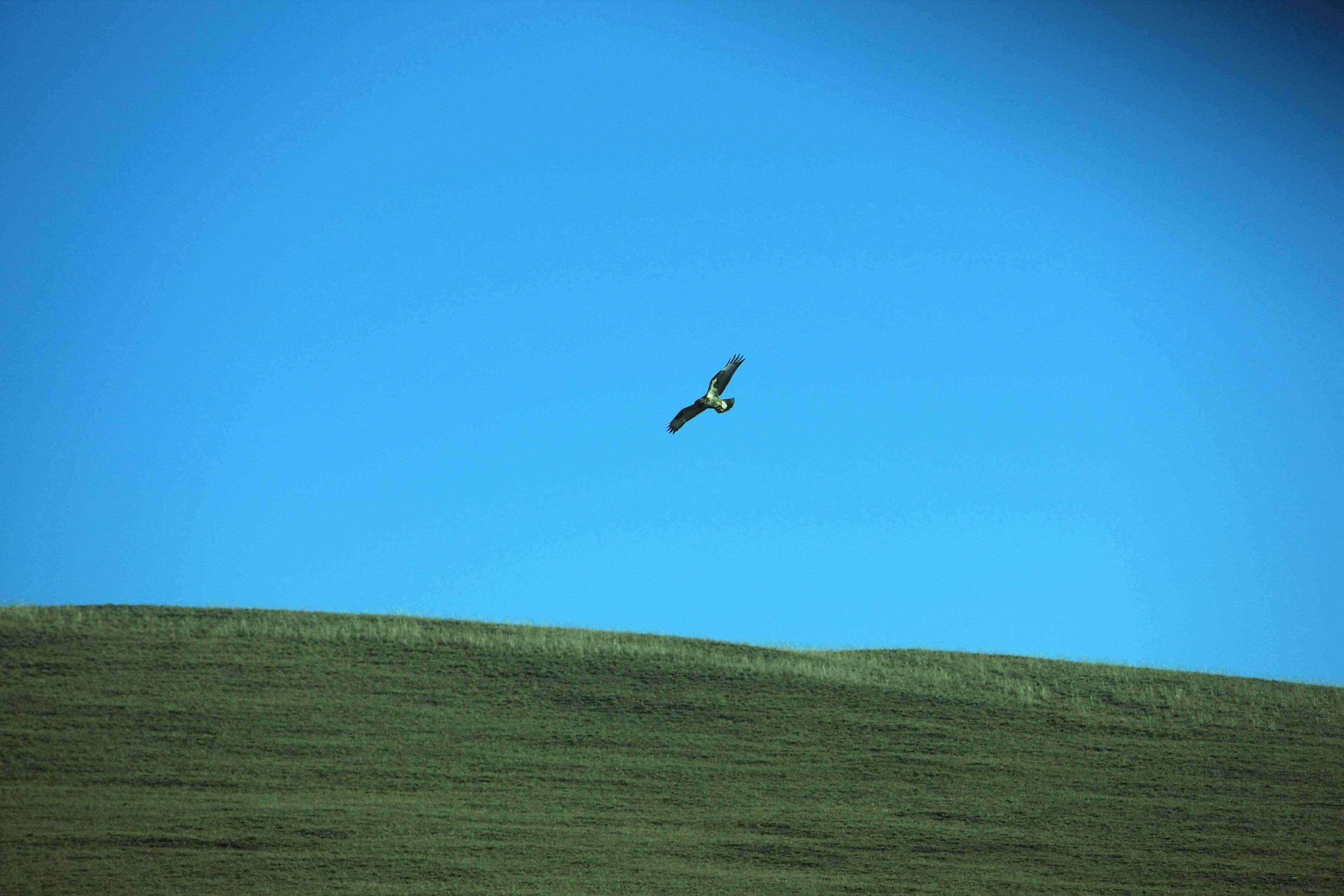 飞翔于茫茫草原的老鹰图片桌面壁纸