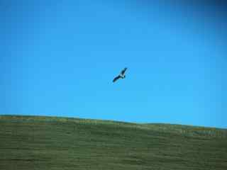 飞翔于茫茫草原的老鹰图片桌面壁纸