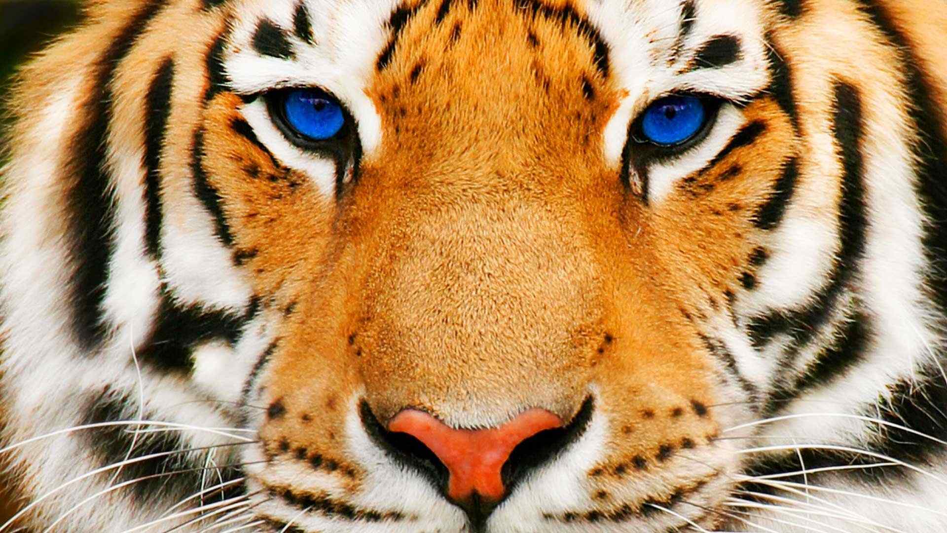 蓝色眼睛的老虎图片桌面壁纸