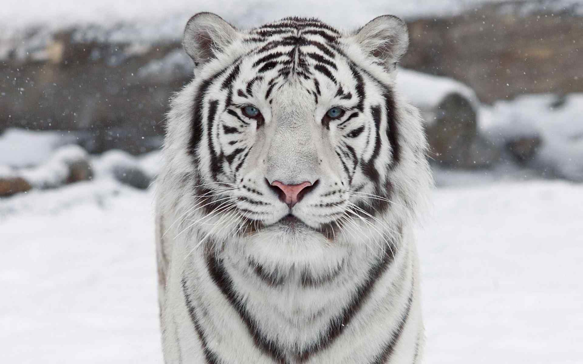 雪中的白虎图片高清桌面壁纸