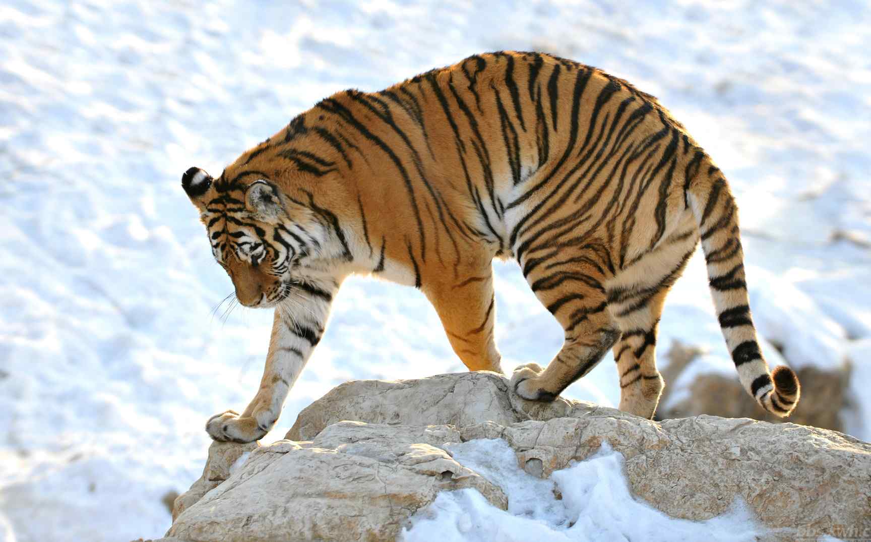 雪地里一头漂亮的老虎图片