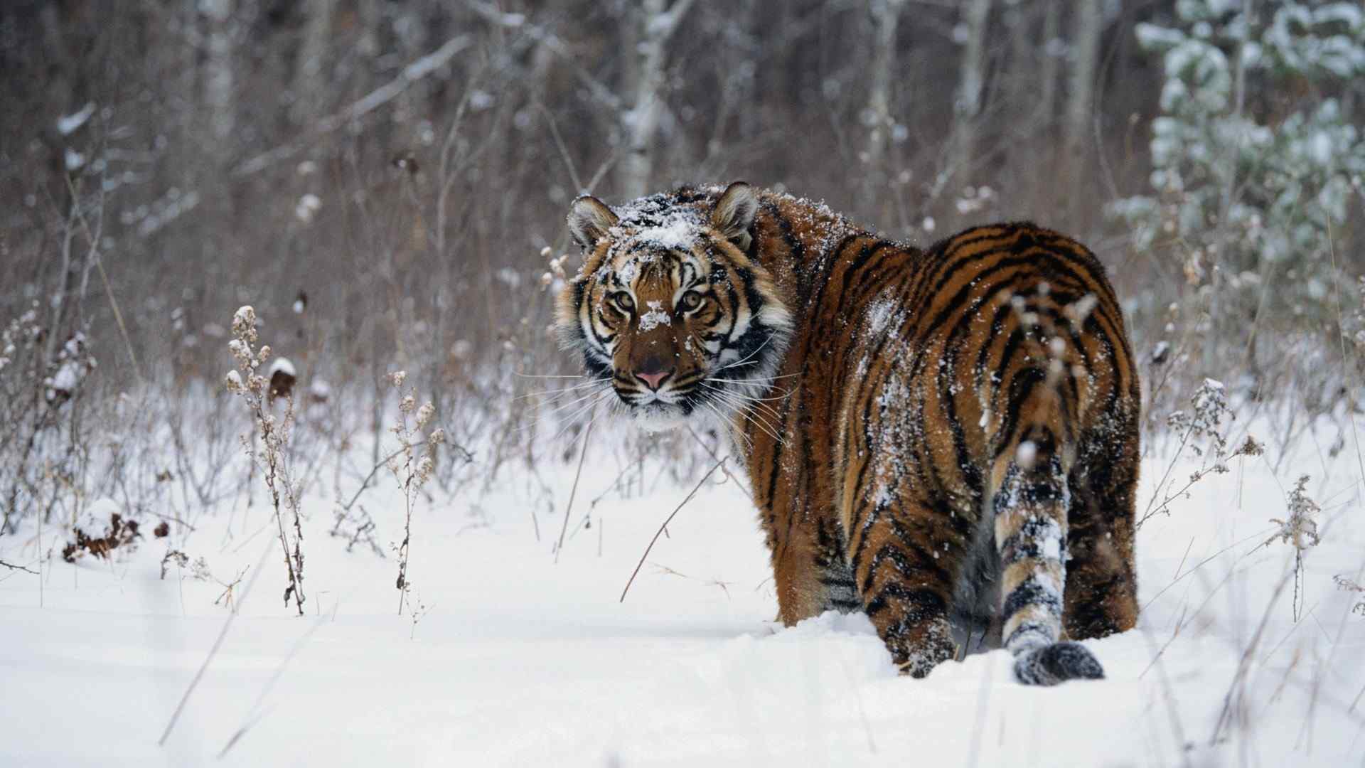 冬季雪地里觅食的老虎图片桌面壁纸