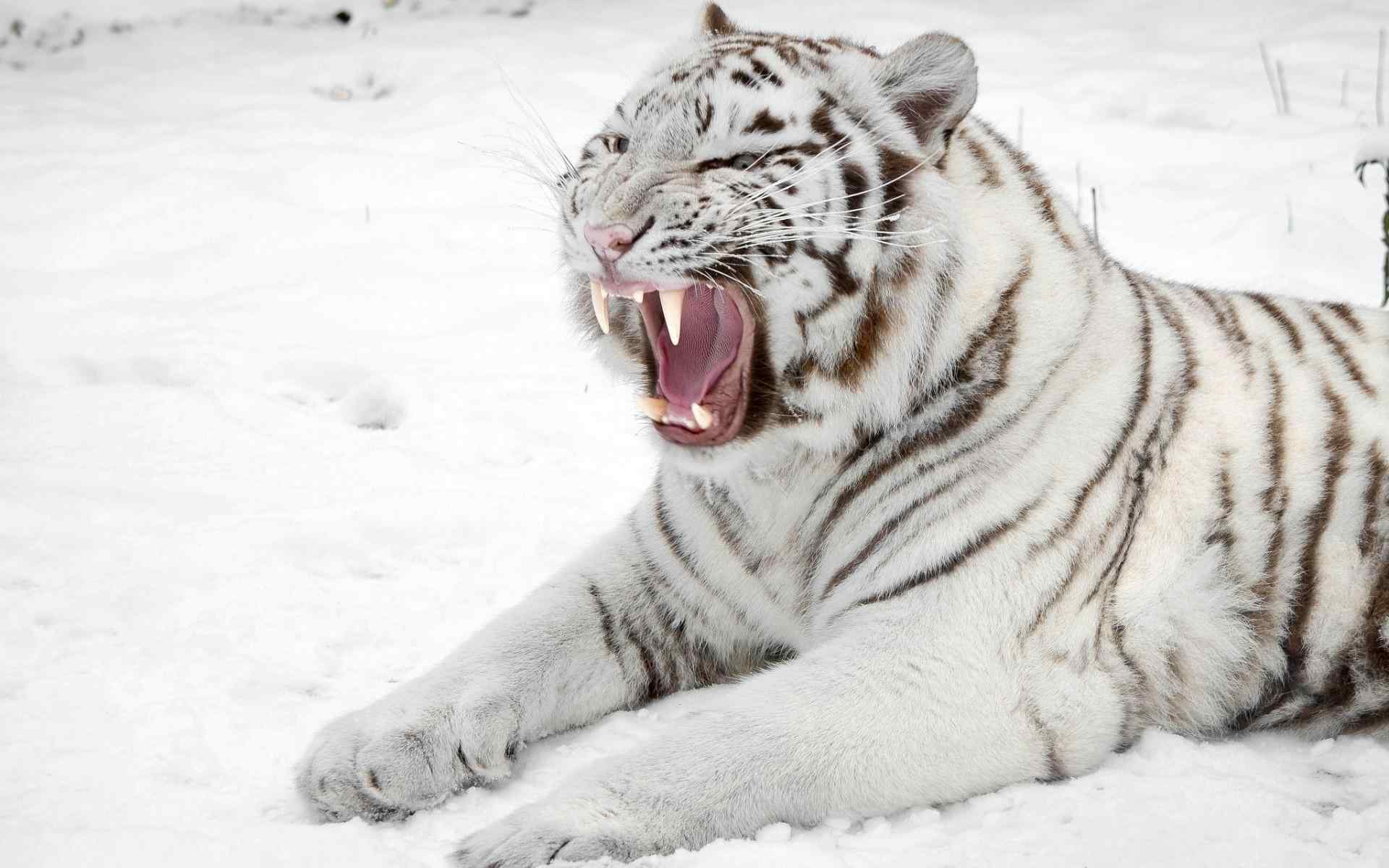 雪地里的白色老虎图片桌面壁纸