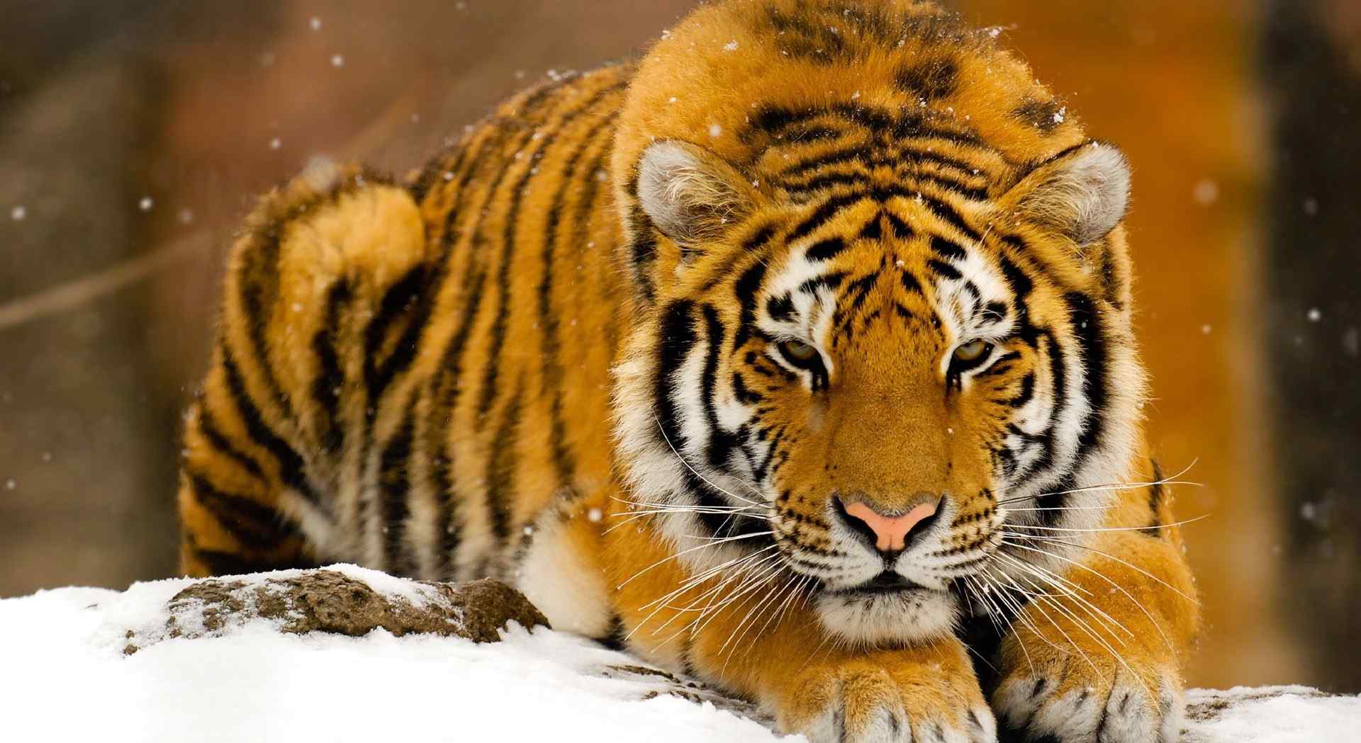 雪中等待猎物的老虎图片桌面壁纸