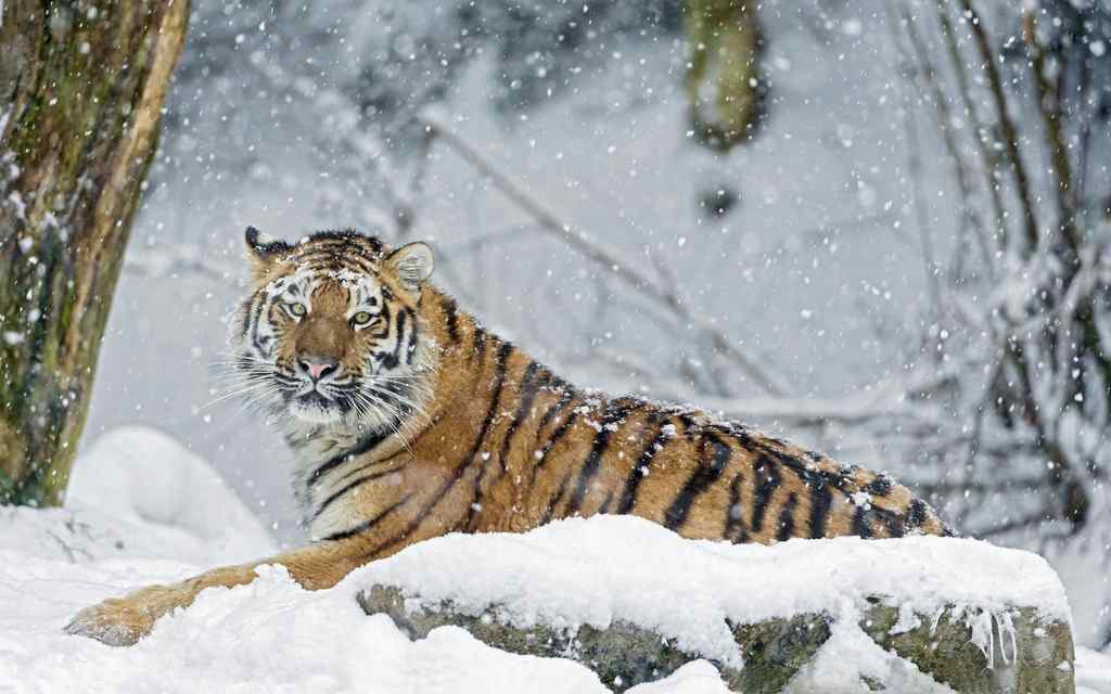 雪中拍摄到的老虎图片桌面壁纸