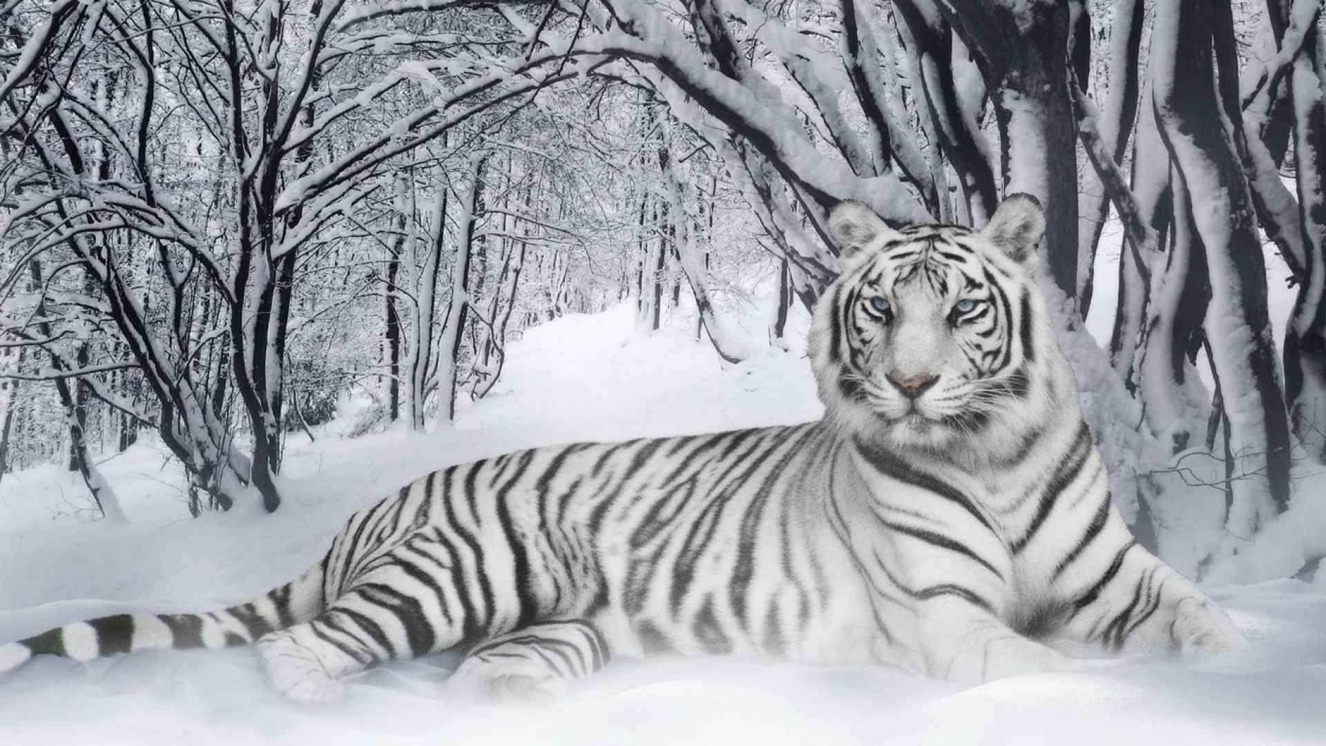雪地里的白虎图片高清桌面壁纸