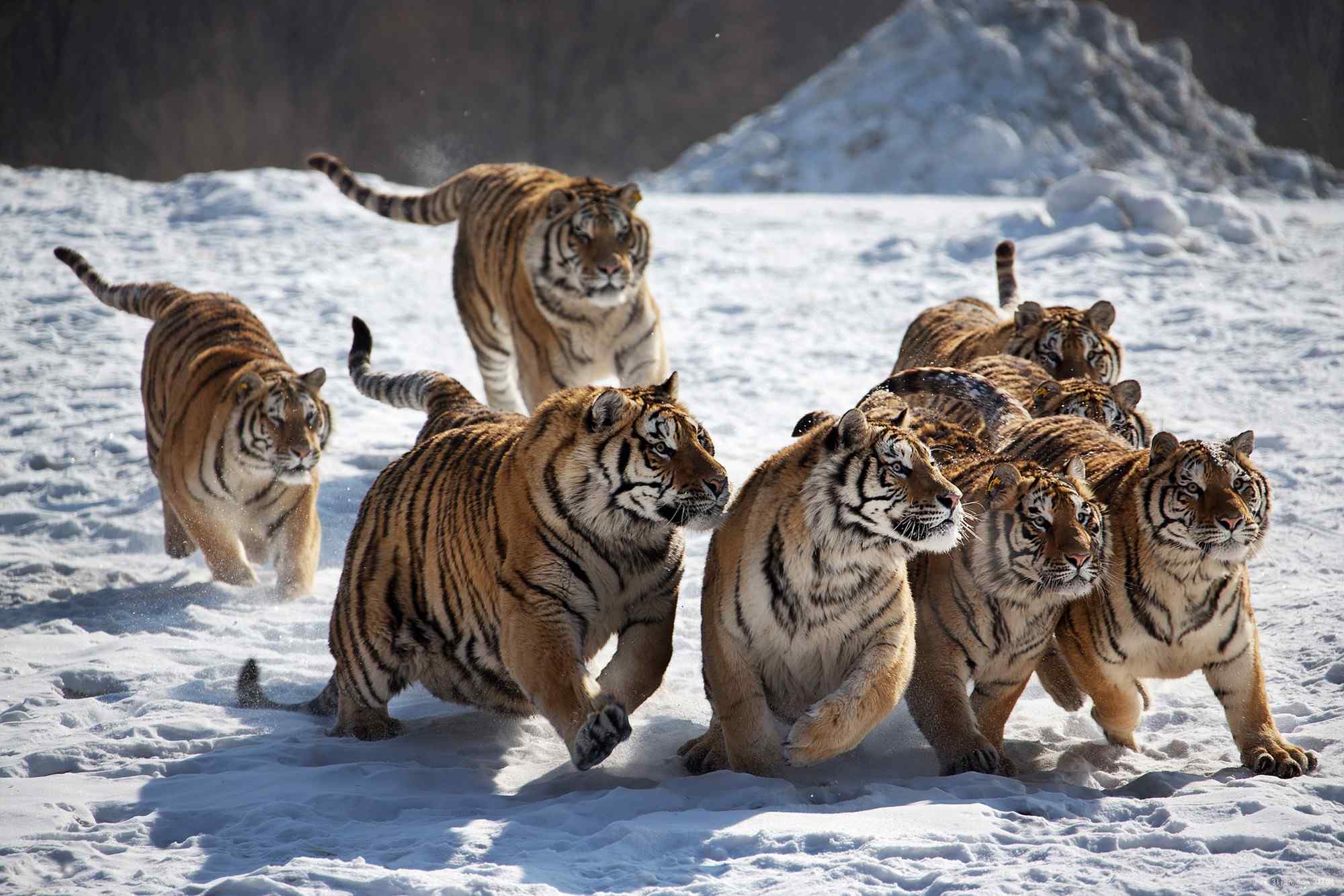 雪地里嬉闹的一群老虎图片