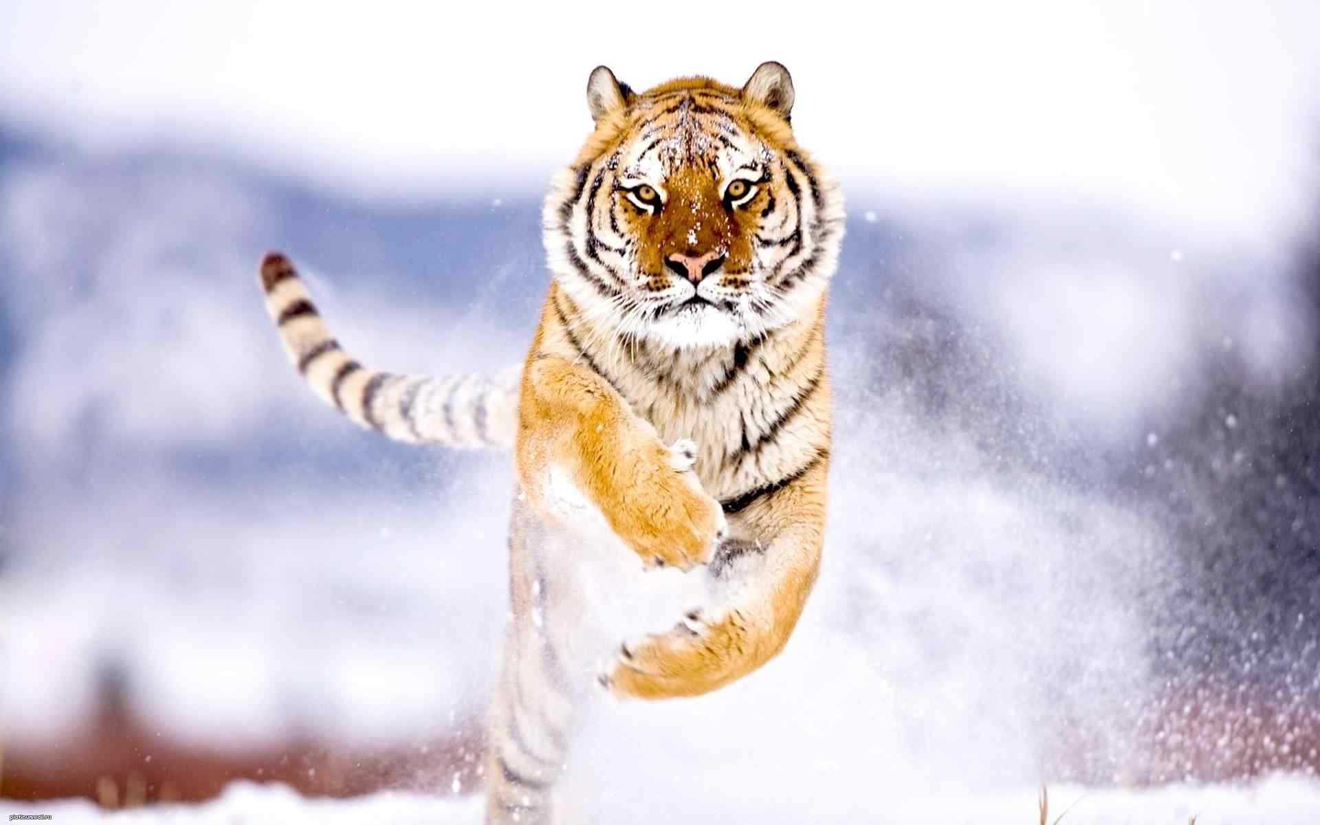 雪地上奔跑的老虎霸气图片桌面壁纸