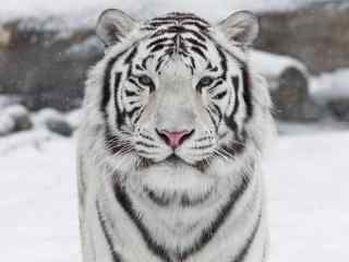 雪中的白虎图片高
