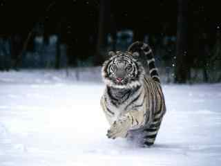 雪中行走的可爱老虎图片高清桌面壁纸