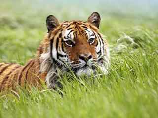 草地上匍匐的老虎
