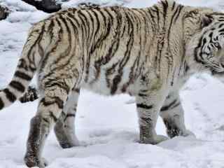 雪地中觅食的白虎