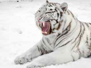 雪地里的白色老虎图片桌面壁纸