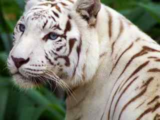 漂亮的孟加拉白虎