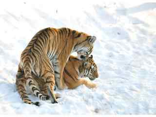 雪地里甜蜜恩爱的两只老虎图片