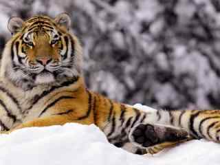 可爱的老虎在雪地里图片高清桌面壁纸