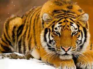 雪中等待猎物的老虎图片桌面壁纸