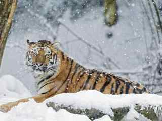雪中拍摄到的老虎