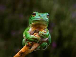绿色的小青蛙图片