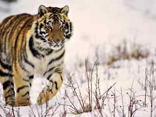 唯美雪地里的老虎